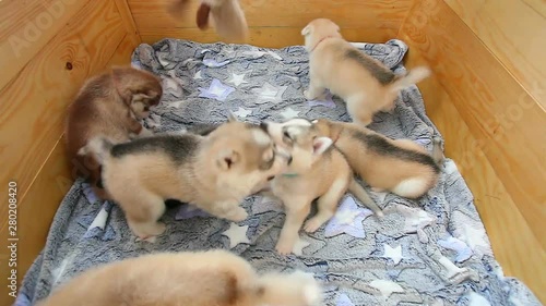 Puppy play with toy, Siberian Husky