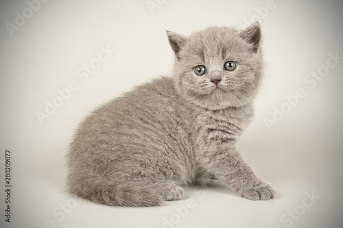 British shorthair cat on colored backgrounds