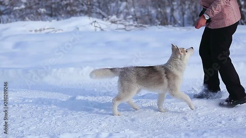 girl playing with a siberian husky dog winter snow happiness
