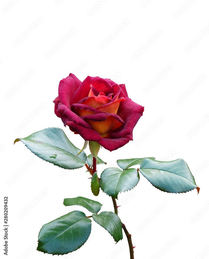 Beautiful velvet maroon rose isolated on white background. Beautiful velvet maroon rose isolated on white background.