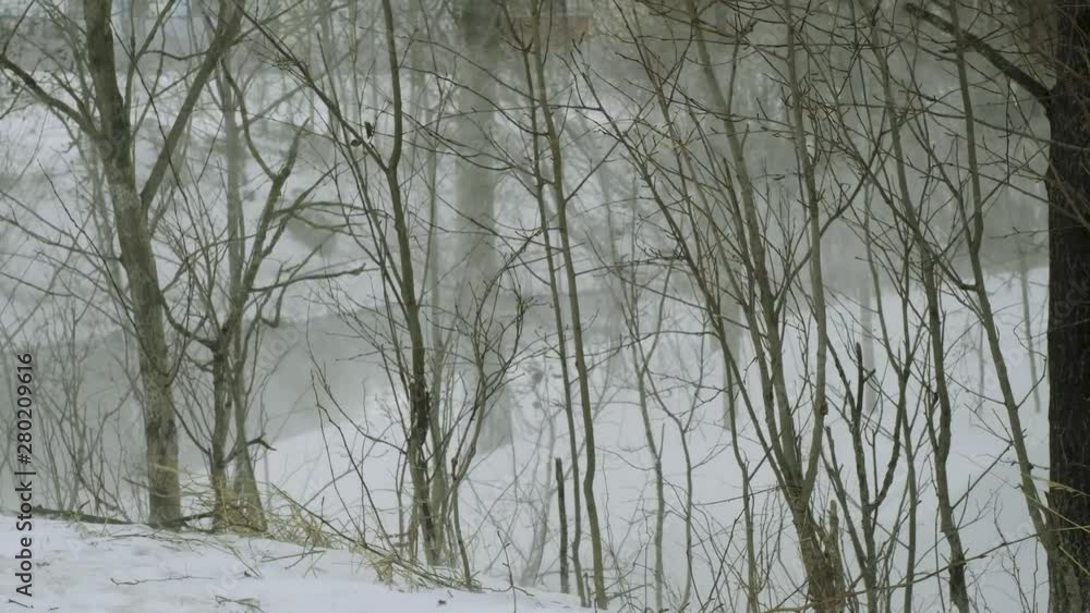 snowstorm. freezing water on the river. the branches of the trees are hard snowstorm. freezing water on the river. the branches of the trees are hard
