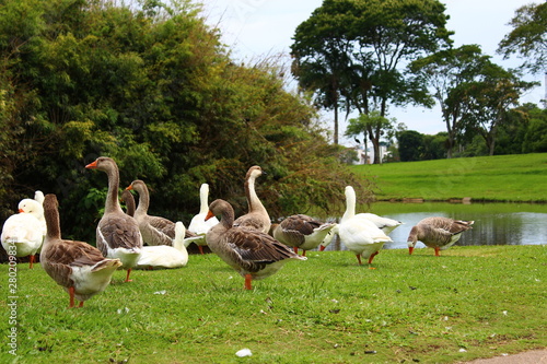 group of geese on grass