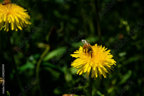 たんぽぽとミツバチ