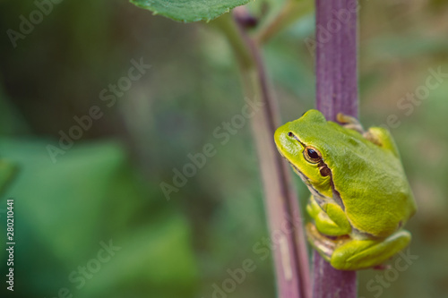 Green tree frog on burdock stalk