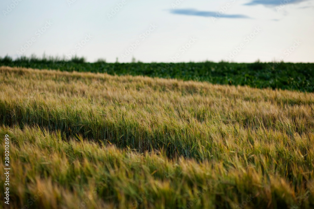 FIeld in autumn at dusk