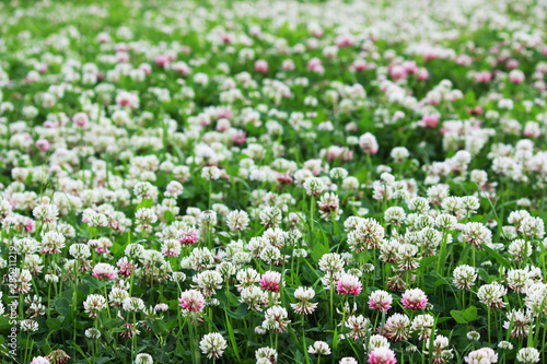 Fotografie Trifolium repens and Trifolium pratense