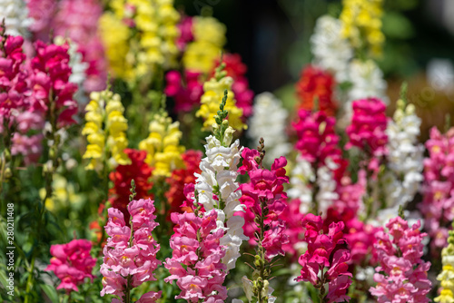 Colorful flower of Snapdragon, Antirrhinum majus photo