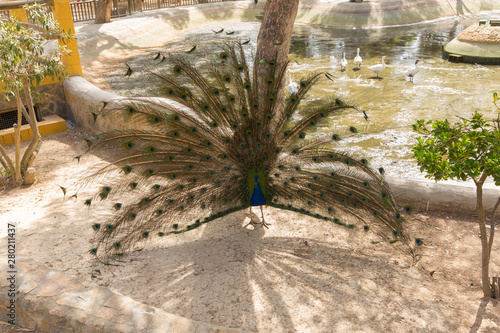 Peacock with plumage Reina Sofia Park Guardamar del Segura Costa Blanca Spain tourist attraction photo