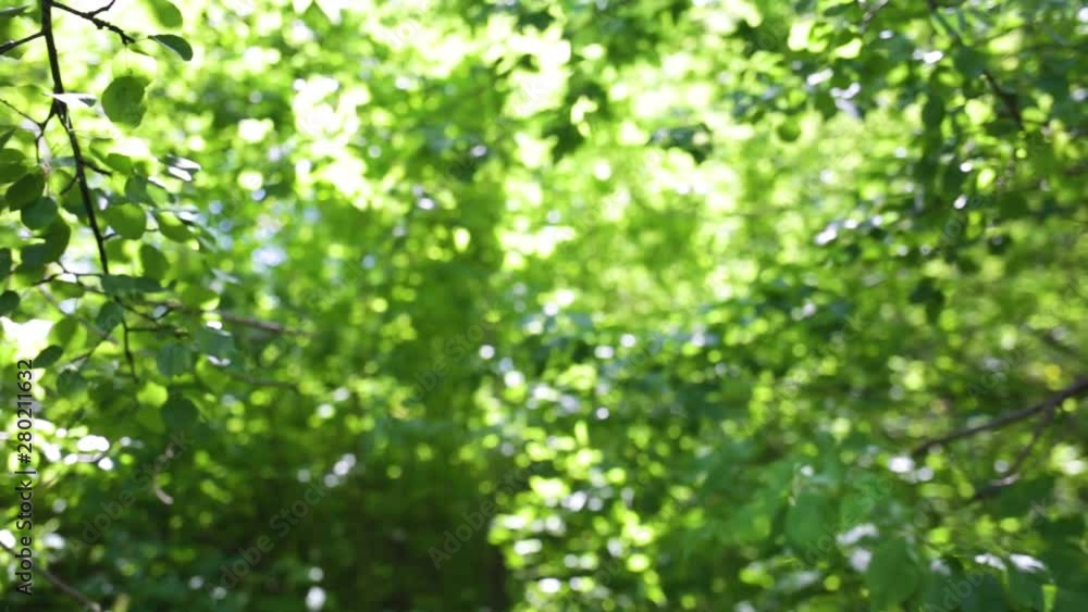 Beautiful green foliage of trees. Sunny summer nature video background. Beautiful green foliage of trees. Sunny summer nature video background.