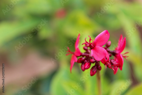 Beautiful Red flowers in bloom photo