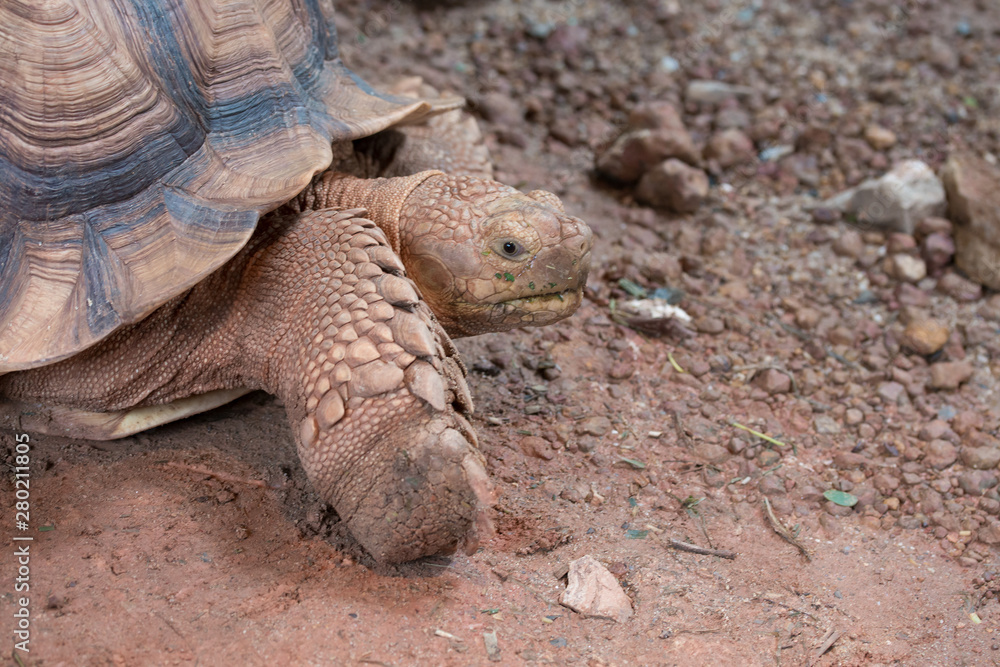 Obraz premium Portrait of a giant tortoise