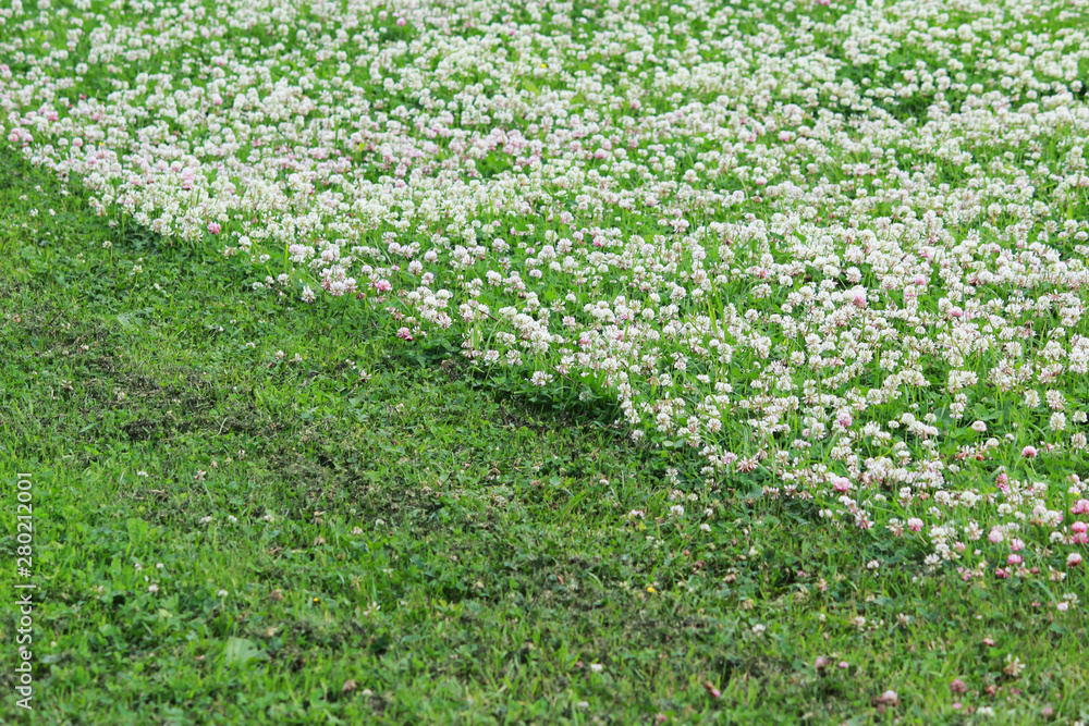 Trifolium repens and Trifolium pratense. A lawn densely overgrown with clover. grass shearing lawn mowers. Trifolium repens and Trifolium pratense. A lawn densely overgrown with clover. grass shearing lawn mowers.