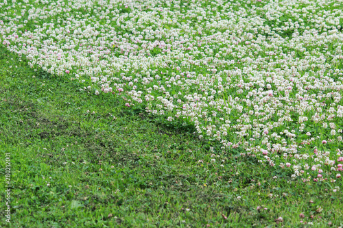 Trifolium repens and Trifolium pratense. A lawn densely overgrown with clover. grass shearing lawn mowers.
