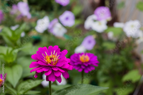 purple cynia in the garden