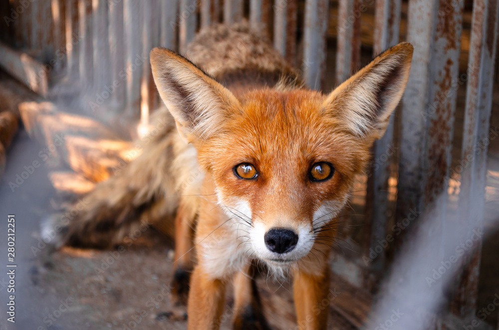 Fototapeta premium red fox