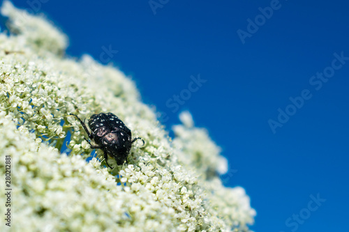 White-spotted Rose Beetle on white flower photo