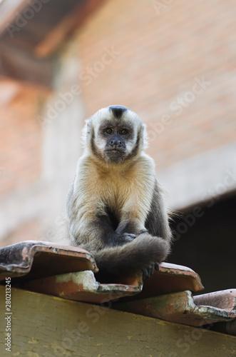 Lonely monkey on top of a roof, on a urban area due to deforestation. Primate Macaco Prego Sem Topete - Sapajus, Caiarara, brazilian - south american animal. photo