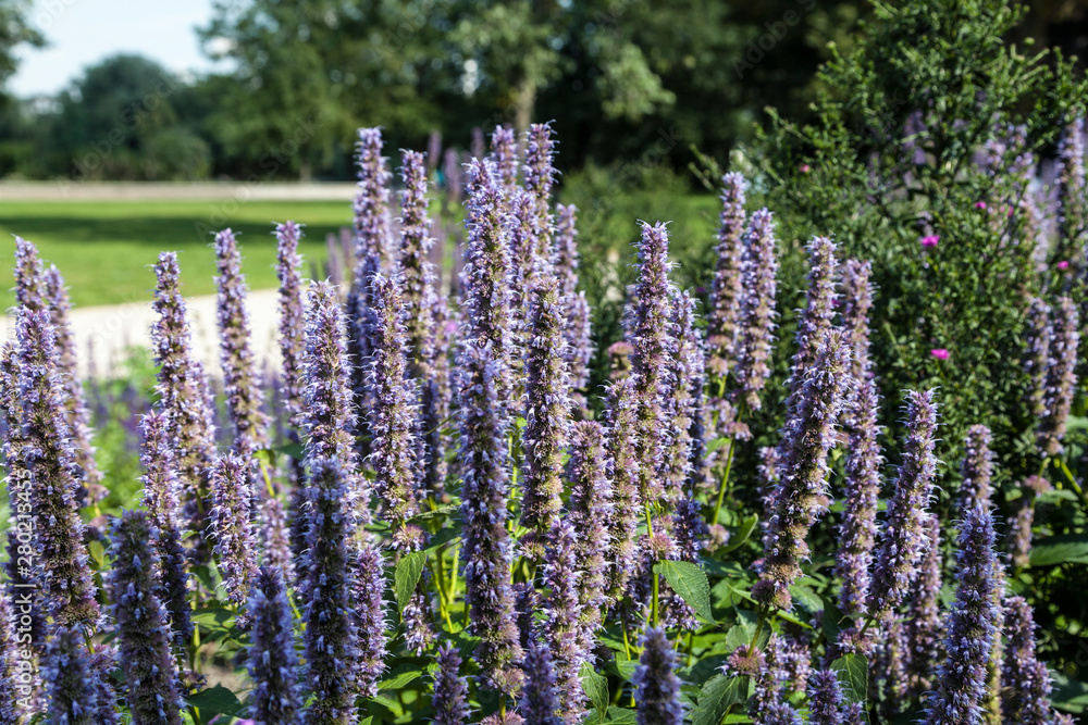 Obraz premium Blumen im Treptower Park in Berlin
