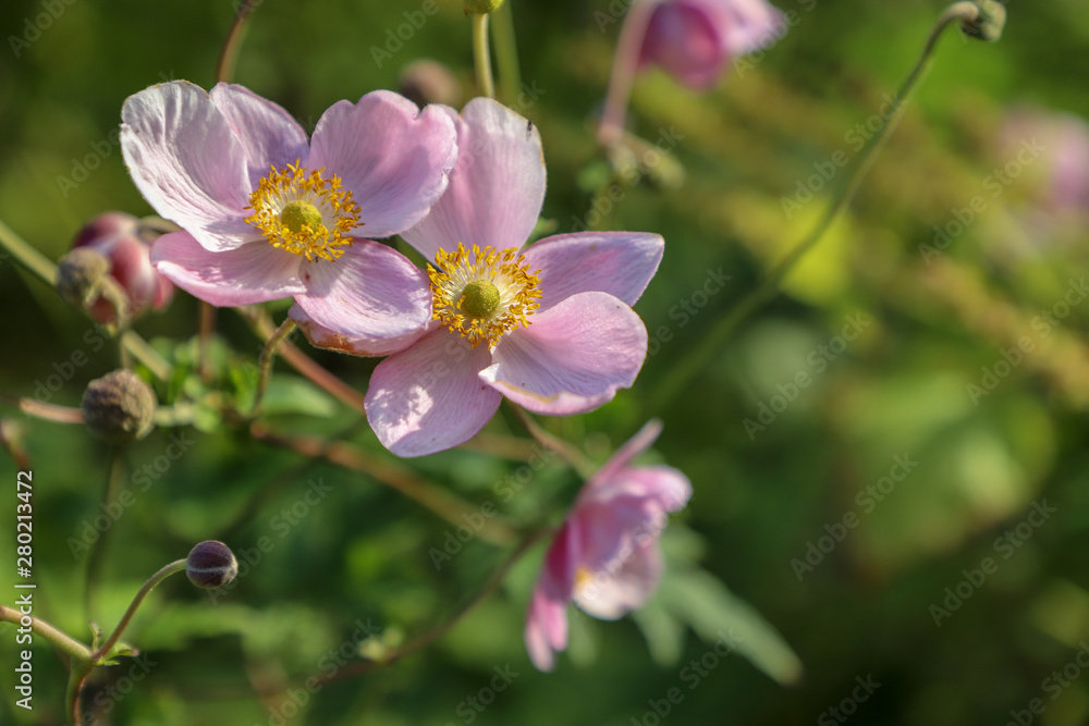 pink flowers in the garden pink flowers in the garden