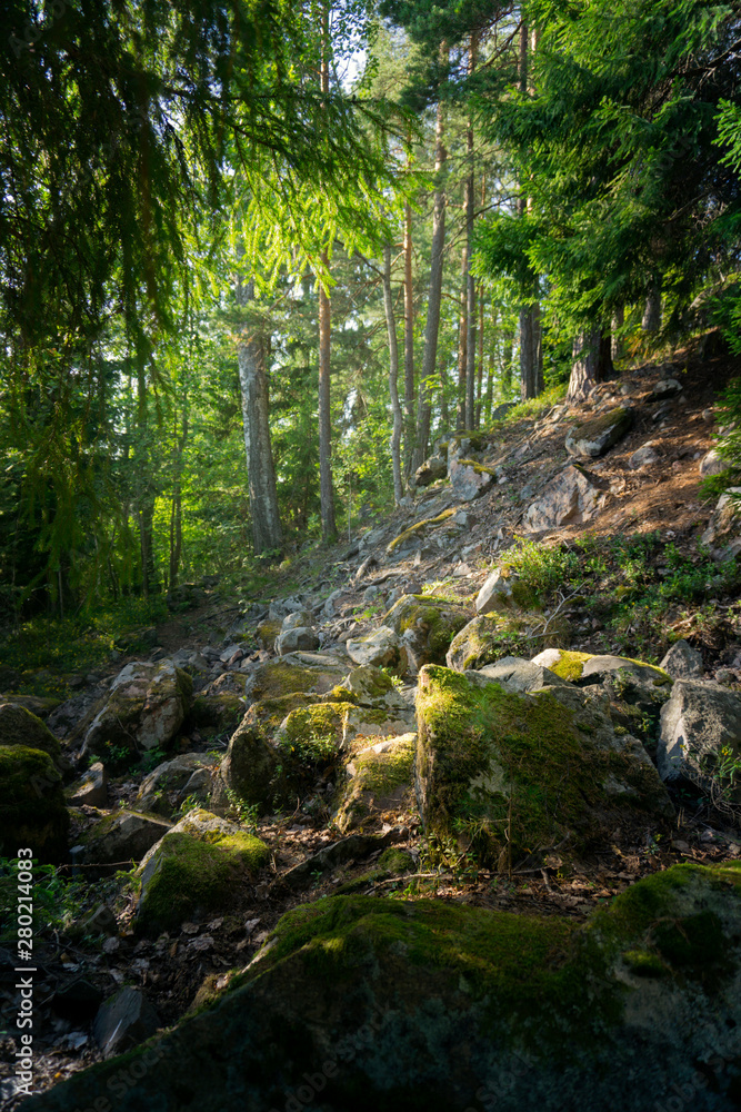 Coniferous forest with stones and moss Coniferous forest with stones and moss