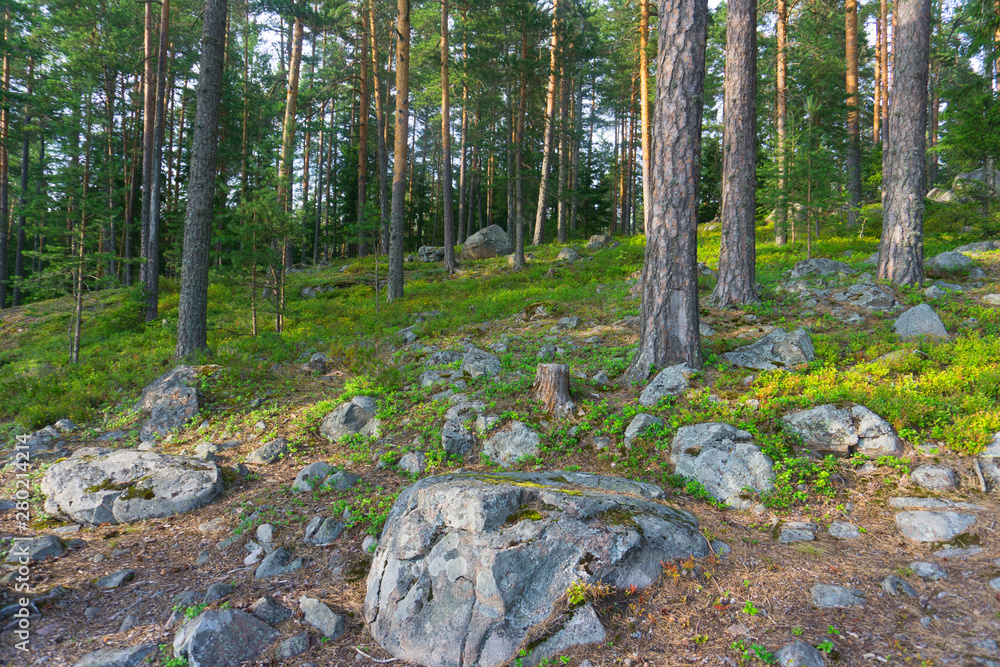 Stones with green moss in coniferous forest Stones with green moss in coniferous forest