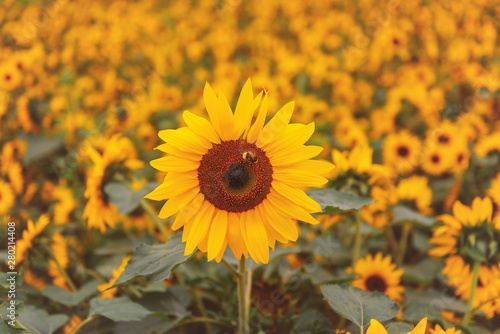 Yellow sunflower and bumblebee.