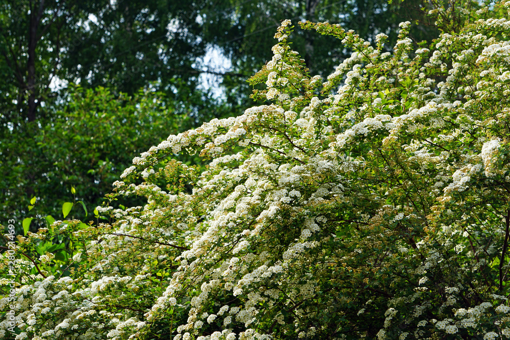 Rampering blooming white spirea, background.