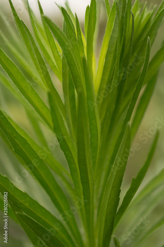 Grass high green plant field for design background