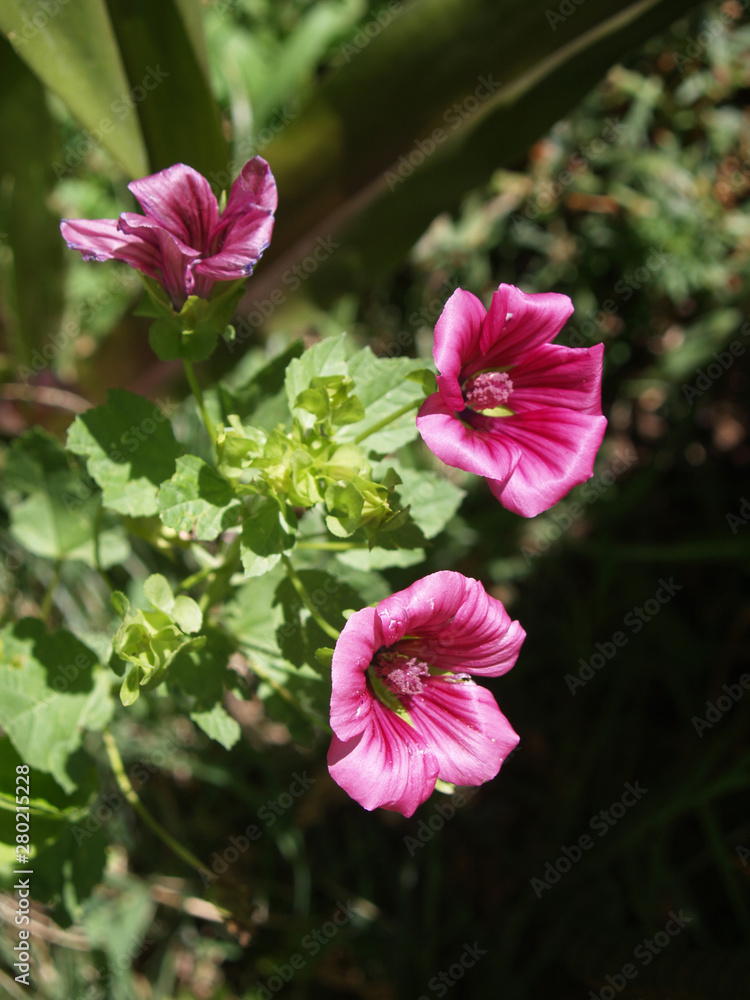 Fototapeta premium wild mallow flowers in full sun