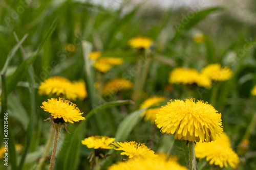 yellow dandelions, flowers on a background of green grass, spring flowers background