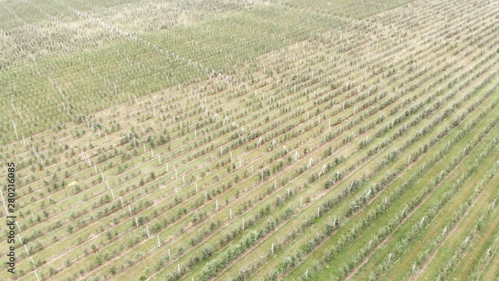 Aerial view on top. Big Apple plantation. The cultivation of apples. Panorama Apple orchard shooting with a drone. Background or texture. Aerial view on top. Big Apple plantation. The cultivation of apples. Panorama Apple orchard shooting with a drone. Background or texture.