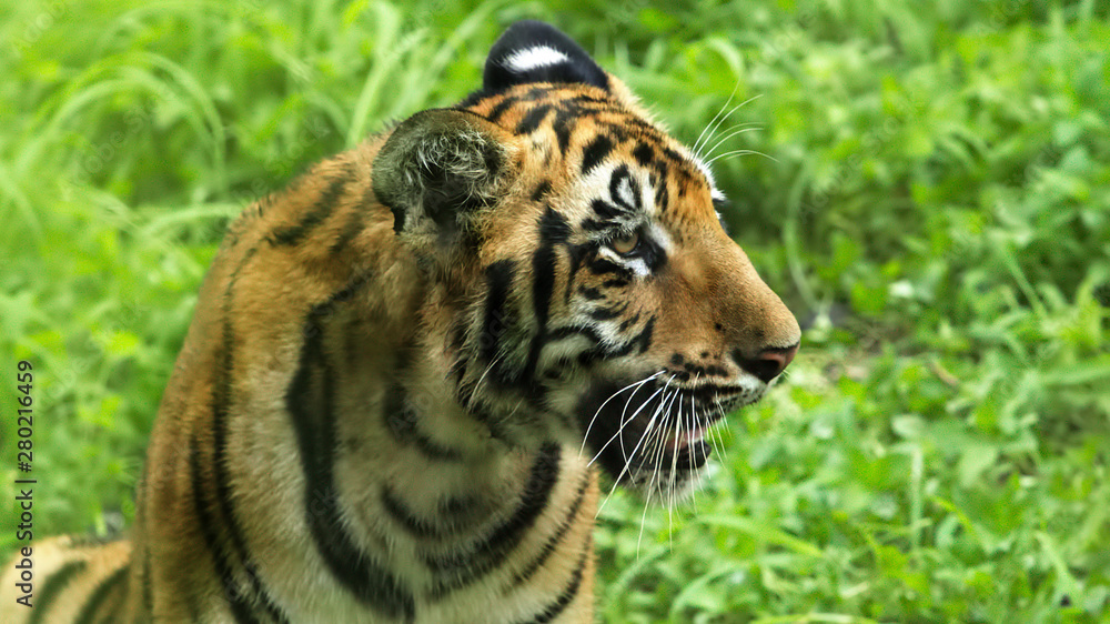 Royal Bengal tiger face