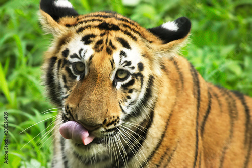 Royal Bengal Tiger in Sundarban