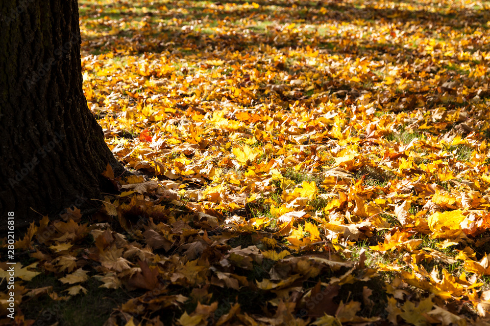 Herbstblätter und Baumstamm