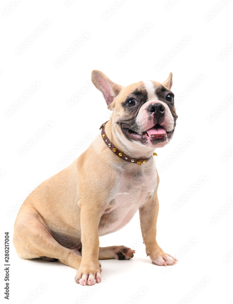 Cute french bulldog wearing collar and sitting