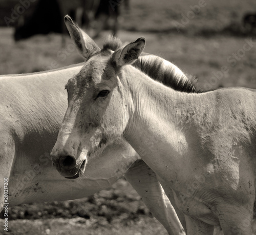 The onager (Equus hemionus), also known as hemione or Asiatic wild ass is a species of the family Equidae (horse family) native to Asia. 