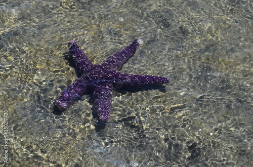 Pisaster ochraceus purple sea star in the water 