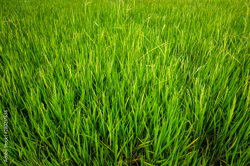 Green Rice Field Produce Grain