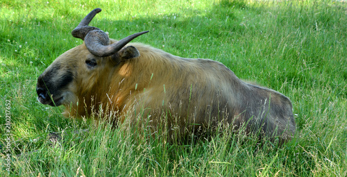 Sichuan takin or Tibetan takin is a subspecies of takin (goat-antelope). Budorcas from Greek bous (