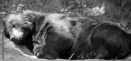 The American black bear (Ursus americanus) is a medium-sized bear native to North America. photo