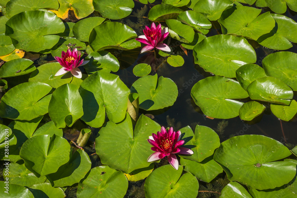 Water red lilies (Nymphaea) on a garden pond Water red lilies (Nymphaea) on a garden pond