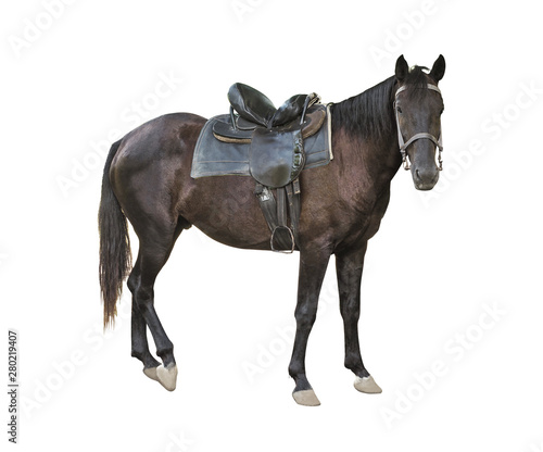 Side view of dark brown adult horse looking forward and isolated on white background