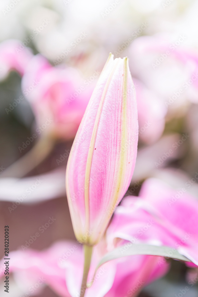 Closeup fresh pink lilly flower over blurred background, selective focus, spring and summer nature background, outdoor day light