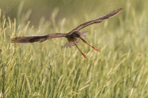 Obraz na płótnie flying redshank in the salt marshes of the North Sea w salonie