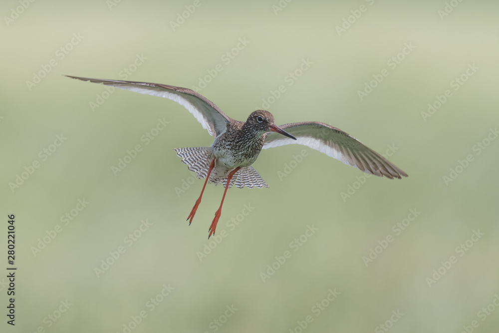 flying redshank in the salt marshes of the North Sea
