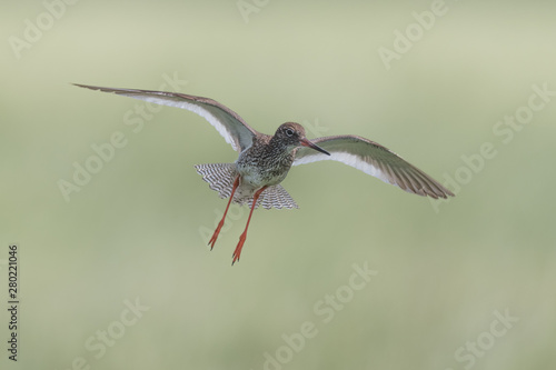 Obraz na płótnie flying redshank in the salt marshes of the North Sea w salonie