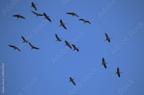 ballet des grues dans les airs