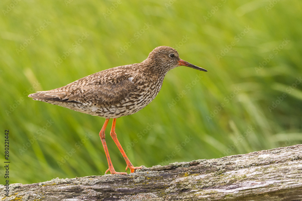 sitting redshank in the salt marshes of the North Sea
