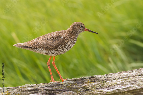 Obraz na płótnie sitting redshank in the salt marshes of the North Sea w salonie