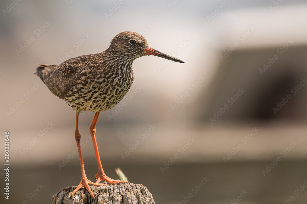 sitting redshank in the salt marshes of the North Sea